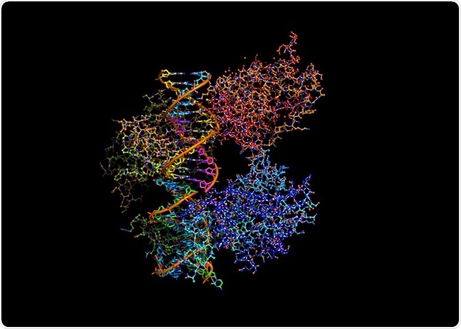 Illustration of protein binding to DNA by ibreakstock