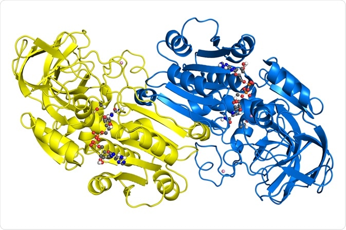 Alcohol dehydrogenase, crystallographic structure. Subunits are shown in different colors, while ligands are depicted as ball-and-stick models.