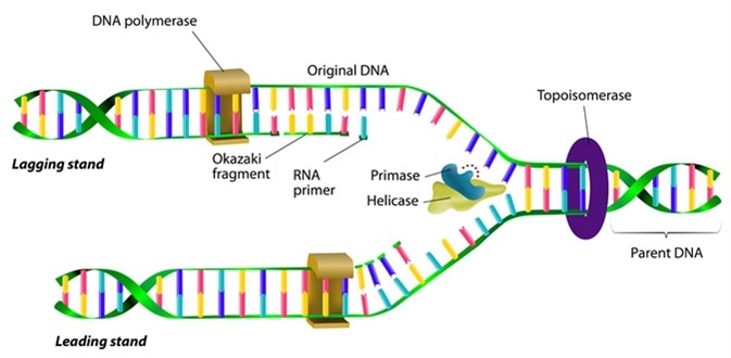 DNA replication. Image Credit: Designua / Shutterstock