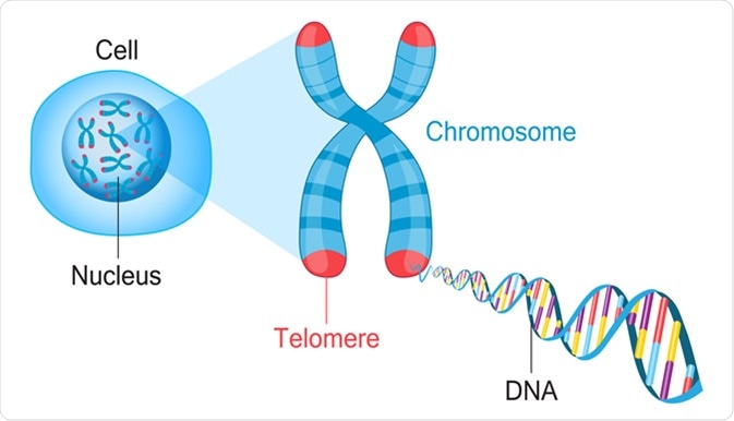 Telomeres are protective caps on the end of chromosomes. Image Credit: Fancy Tapis / Shutterstock