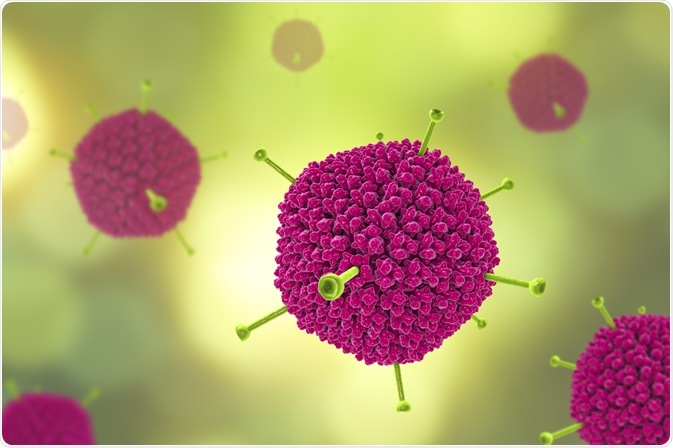 Adenovirus - commonly used to deliver gene therapies due to it