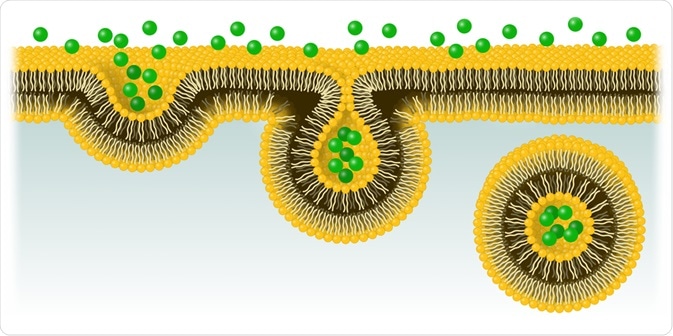 endocytosis