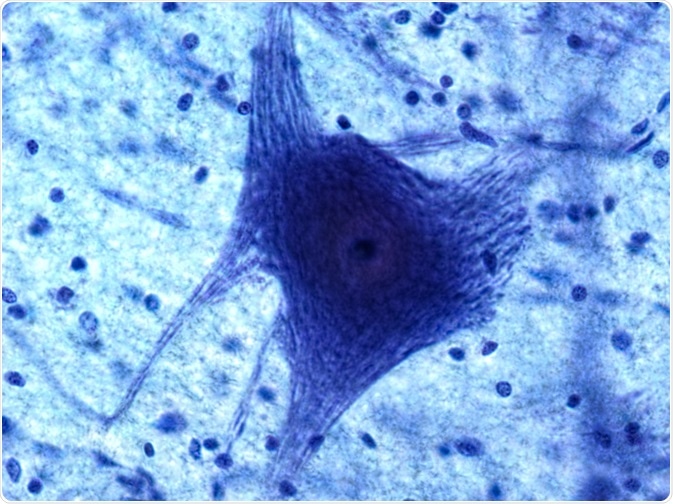 glia