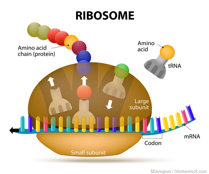 protein synthesis