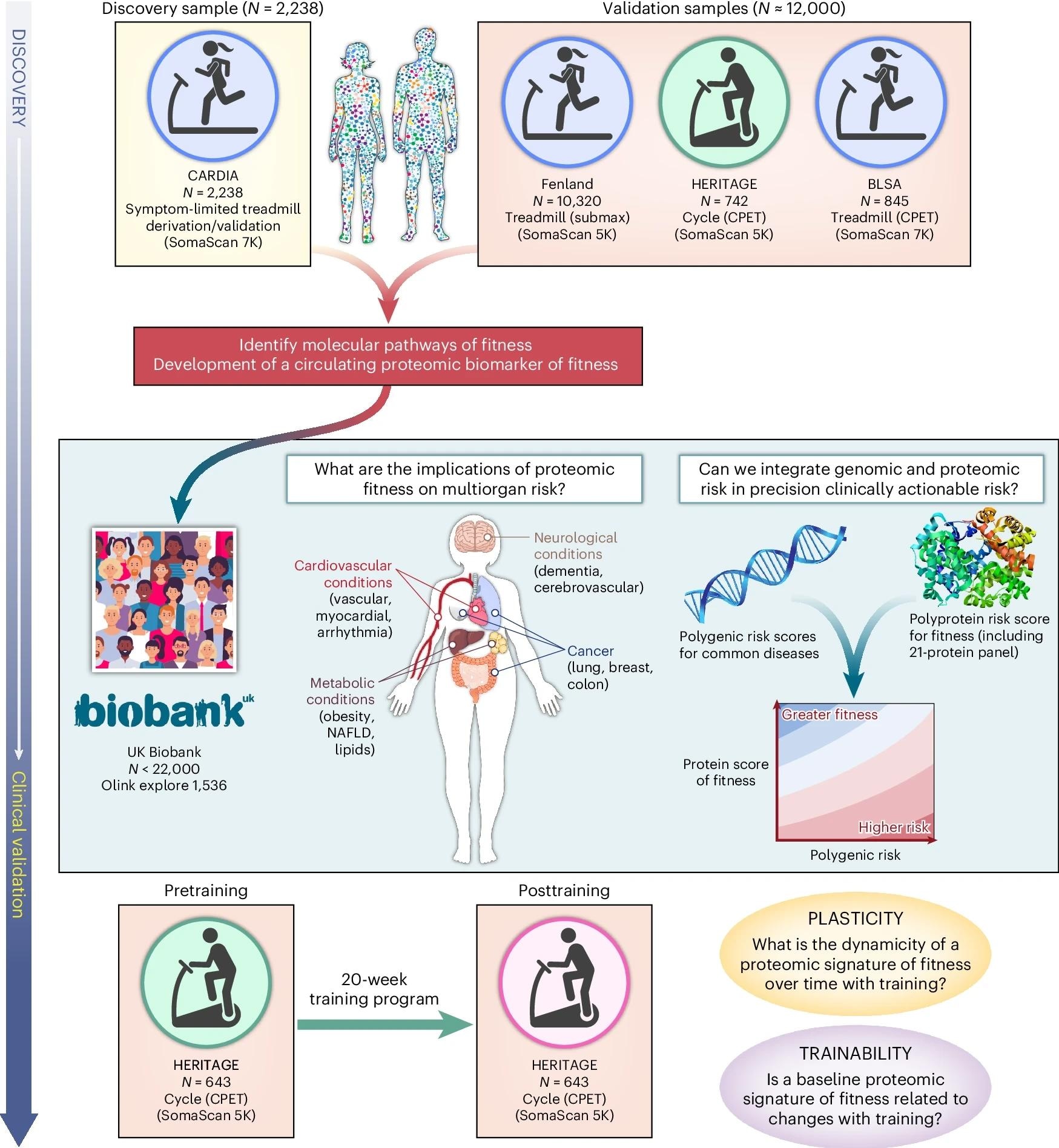 Study Design: We developed and validated a circulating proteomic signature of CRF across four cohorts and various exercise modalities. In the UKB, we examined the relationship a proteomic CRF signature with a broad range of clinical endpoints and examined its interaction with polygenic risk. In HERITAGE, we examined the association of the proteomic CRF signature with response to exercise training and correlated changes in signature with changes in CRF. NAFLD, nonalcoholic fatty liver disease. Proteomic analysis of cardiorespiratory fitness for prediction of mortality and multisystem disease risks