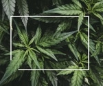 Study links lifetime cannabis use with substance use, mood disorders, celiac, and infectious diseases