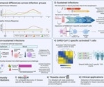 Study reveals early immune responses to SARS-CoV-2, offering insights for future COVID-19 treatments