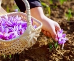 Saffron: A golden remedy for modern health challenges