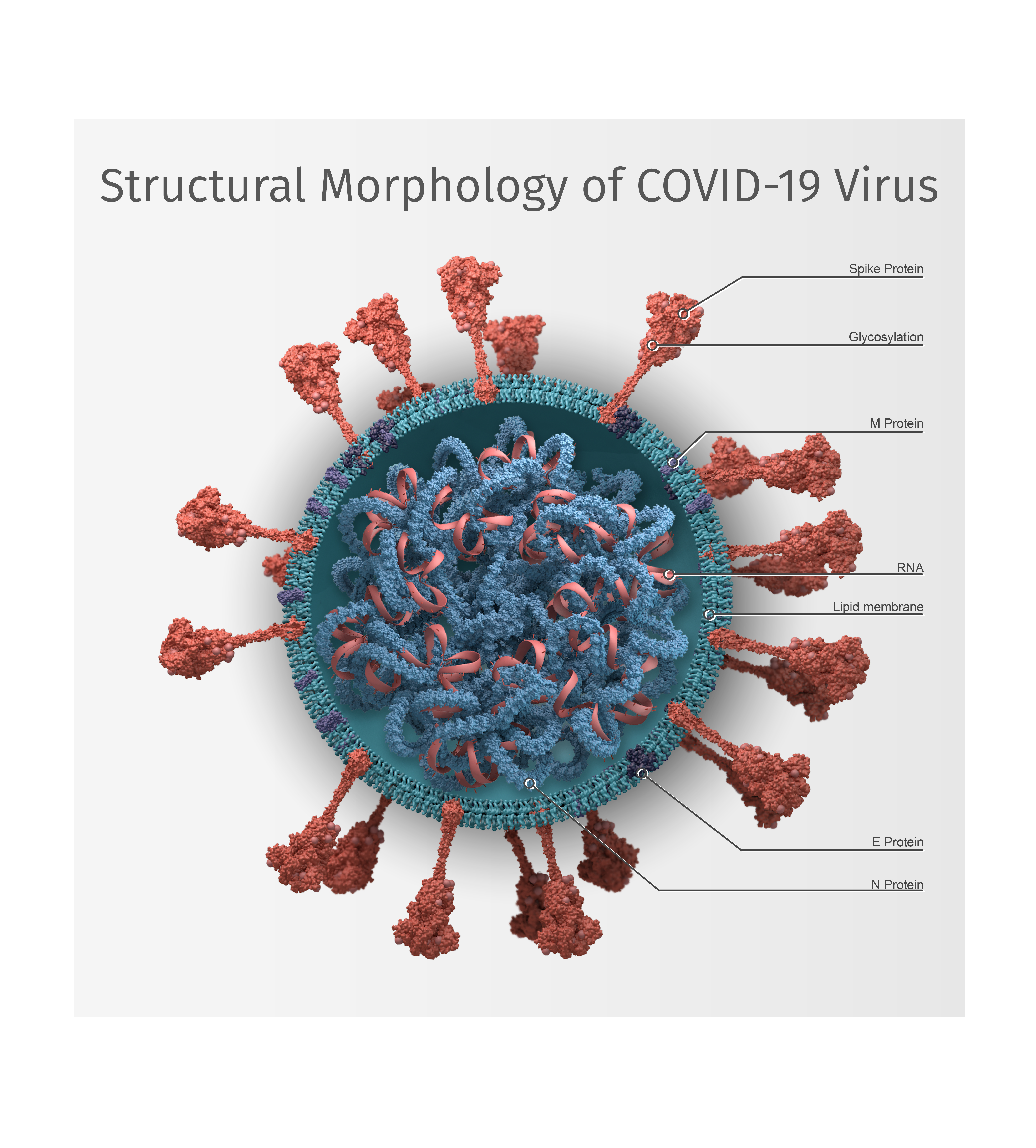 Structural Morphology of the COVID-19 Virus