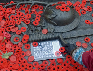 Coquelicot du jour du Souvenir