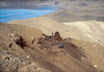 Ellesmere Island Pliocene Fossils