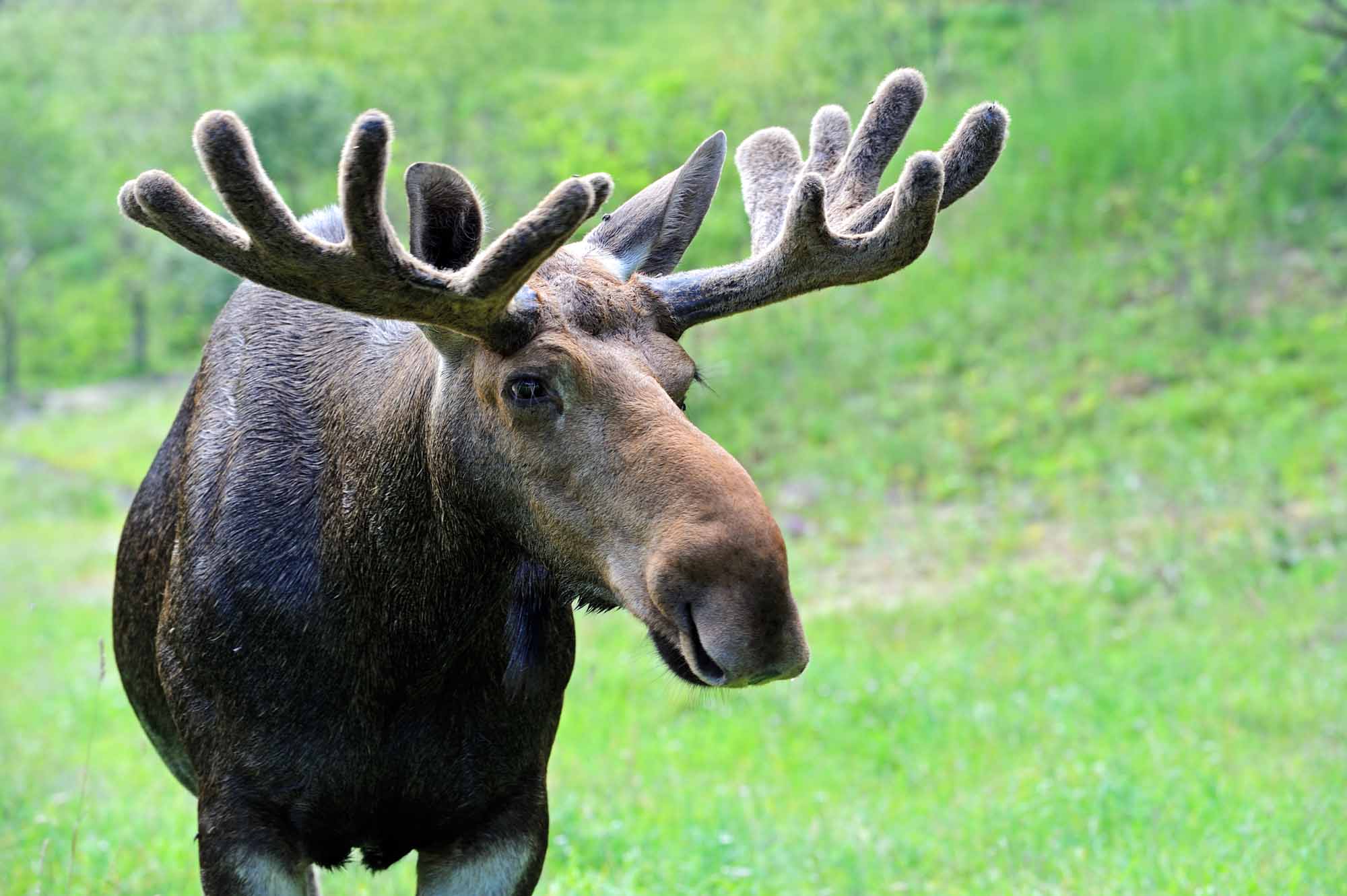 Moose