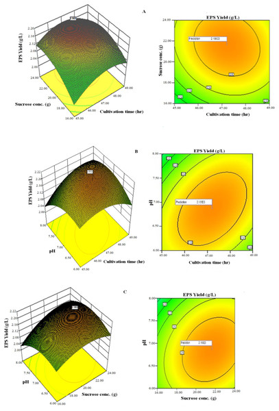 Response surface three-dimensional plots and corresponding contour plots of the three significant variables on EPS yield for Lactobacillus plantarum YO175.