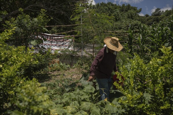 Clemente Rodríguez, cuyo hijo Christian es uno de los 43 estudiantes de la escuela Normal Rural Raúl Isidro Burgos desaparecidos hace 10 años, trabaja su cultivo de maíz en Tixtla, en el estado de Guerrero, México, el sábado 24 de agosto de 2024. (AP Foto/Félix Márquez)