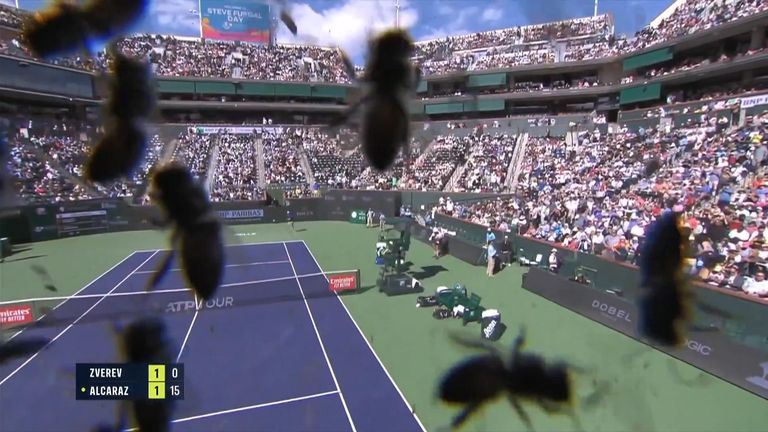 Swarm of bees halts play during tennis match in California