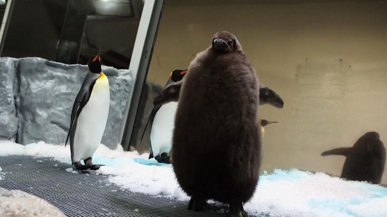 Biggest baby penguin Sea Life Melbourne has ever had
