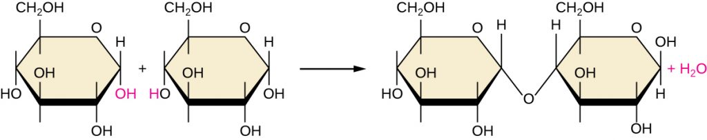 A diagram showing dehydration synthesis.