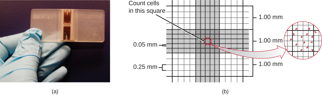 a) A photo of a gloved hand holding a very thick slide with etching across the centre of the slide. B) A diagram of what these etching looks like. The etchings create a grid that has larger squares along the outside (of 0.25 nm) and smaller squares in the inside of 0.05 nm. One can use a microscope to determine the count of cells in the smallest square to determine the titre of the solution.