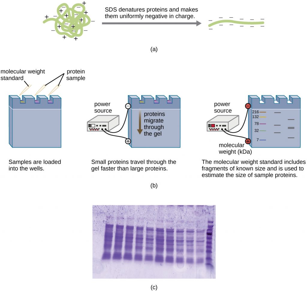 A diagram showing the process of SDS-PAGE starting from a charged, globular protein, as well as a photograph of a stained gel.