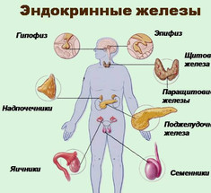 ЭНДОКРИННЫЕ ЖЕЛЕЗЫ: ключ к оздоровлению 