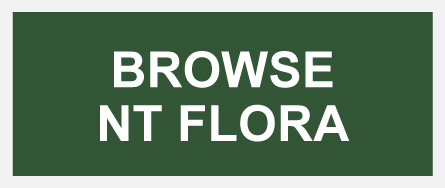 Browse NT Flora