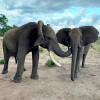 Слон Дома приветствует слониху Карибу