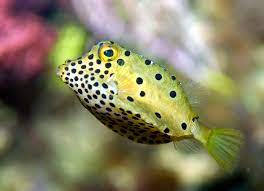 Yellow boxfish - Wikipedia