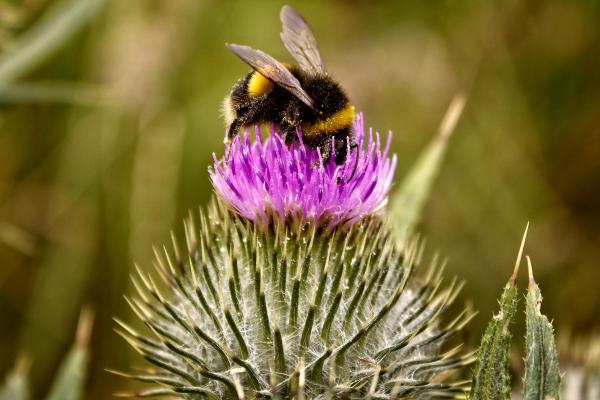 Image of bee on flower