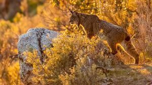 Ejemplar de lince ibérico