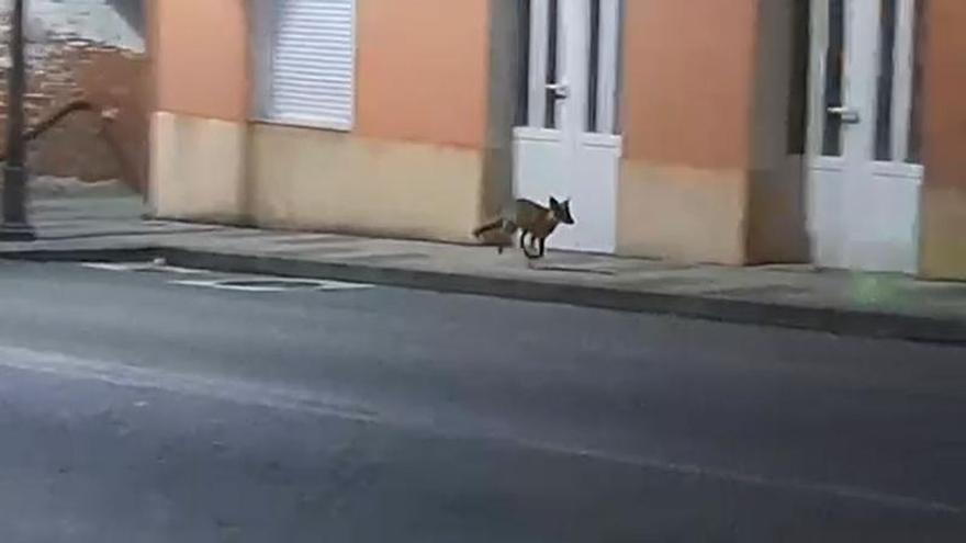 El nuevo vecino de Curtis es un zorro