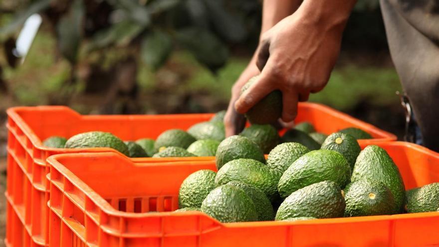 Investigan a 14 personas por robar 3.500 kilos de aguacate en Tenerife en 2024