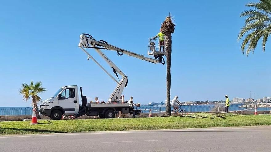 Darum werden 63 Palmen an Palmas Meerespromenade gefällt