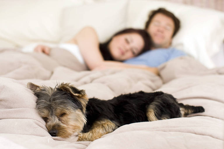 Saiba o que avaliar antes de dormir com o pet na cama