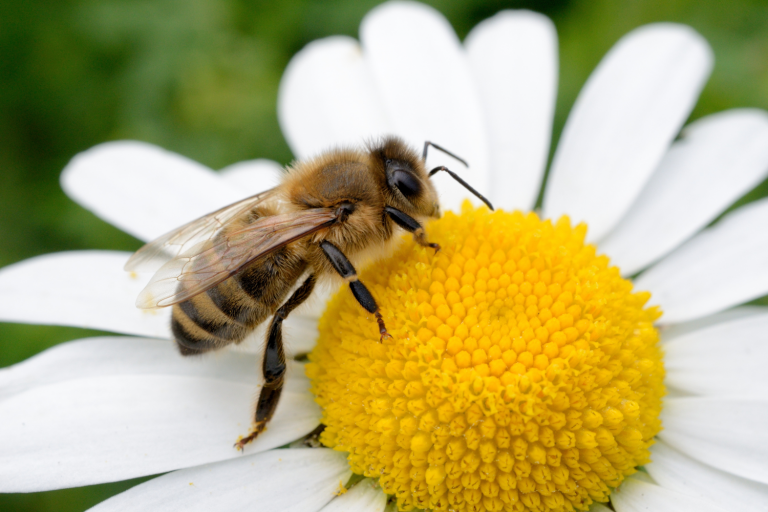 Imagem ilustrativa de uma abelha fazendo a polinização de uma flor.