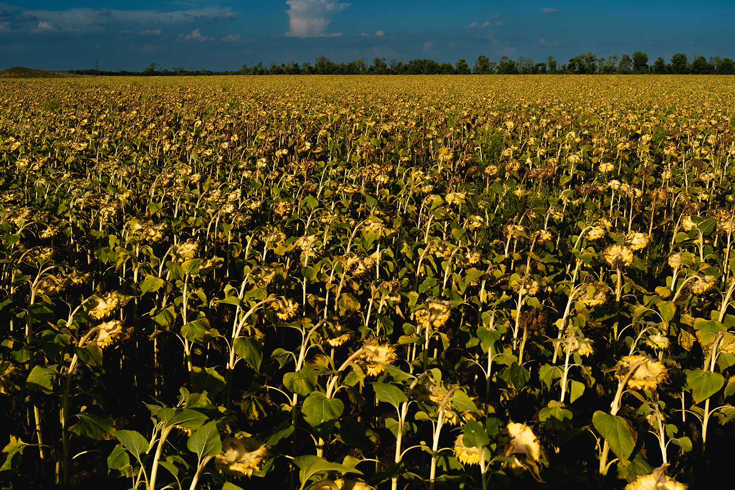 Sunflower fields are seen near Nikopol, Ukraine.