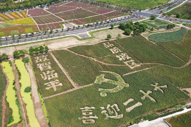 This aerial photo taken on September 26, 2022 shows an image welcoming the 20th Communist Party Congress, created by growing red sorghum, in a field in Hangzhou, in China's eastern Zhejiang province.