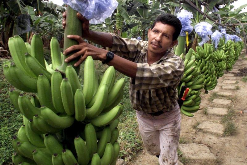 A file photo shows a worker at a banana plantation in Santa Marta, Colombia.