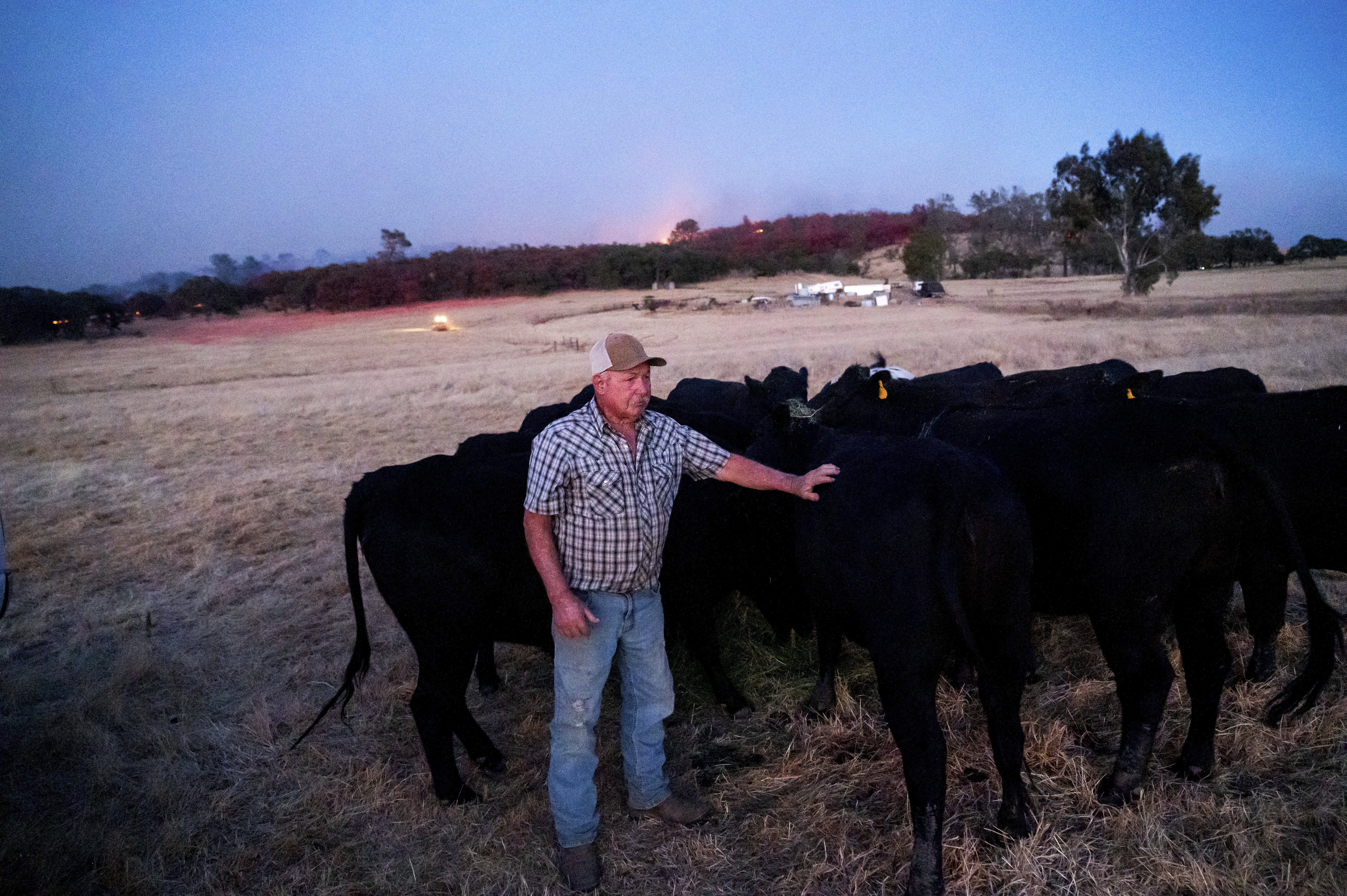 Larry Ponte tends to cattle as the Aero Fire burns in the Copperopolis community of Calaveras County, Calif., Monday, June 17, 2024. (AP Photo/Noah Berger)