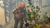"Тайга горит, пожар лютует": соцсети о природной катастрофе в Сибири