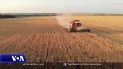 Shqipëri, fermerët hasin probleme me shitjen e grurit, shkak kostot e larta