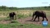 How do elephants greet each other?