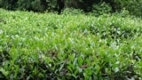 This image provided by the Missouri Botanical Garden shows a hedge of Camellia sinensis plants. The plant's leaves are used to make white, green, black and oolong teas. (Missouri Botanical Garden via AP)