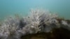 Bleached coral is seen in a reef at the Costa dos Corais in Japaratinga in the state of Alagoas, Brazil, April 16, 2024. 