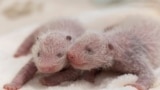 This photo released by the Zoo Berlin shows newborn panda twins at the zoo in Berlin. (© 2024 Zoo Berlin via AP)