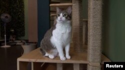 A cat left by owners at a cat hotel in Paris, France. 