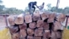 在马里，工人将花梨木原木装上卡车。(环境调查署提供）