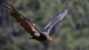 Menyelamatkan Burung Condor California dari Kepunahan