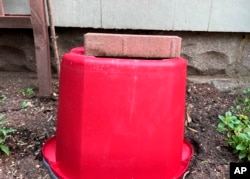 This May 2022 photo provided by Jessica Damiano shows a bucket held in place with a brick over a small blooming phlox plant -- a simple but effective method of protecting delicate flowers during summer storms. (Jessica Damiano via AP)