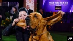 Heather Helmer poses for photographs with Trumpet, a bloodhound, after Trumpet won best in show at the 146th Westminster Kennel Club Dog Show, Wednesday, June 22, 2022, in Tarrytown, N.Y. (AP Photo/Frank Franklin II)