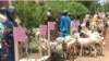 Goats are being distributed in Maroua, Cameroon, July 11, 2019, as part of an empowerment initiative designed to prevent locals from being recruited by Boko Haram militants. (M. Kindzeka/VOA)